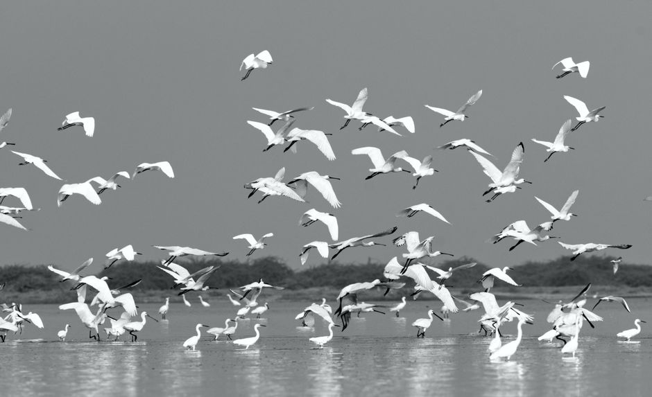 A large flock of white birds soaring majestically over calm wetlands under a clear sky.