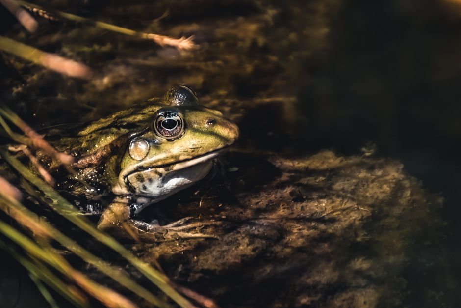 A detailed image of a marsh frog in its natural swamp habitat, highlighting its close-up features.